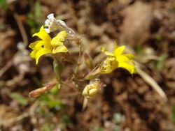 Goodenia berringbinensis.jpg