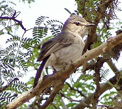Grey Tit-Flycatcher (Fraseria plumbea), Mkhuze Game Reserve, South Africa.jpg