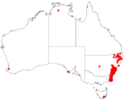 Hakea dactyloidesDistMap35.png