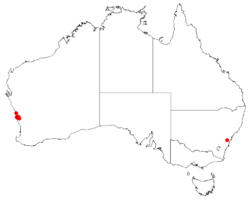 Hakea neurophylla Distribution Map.png