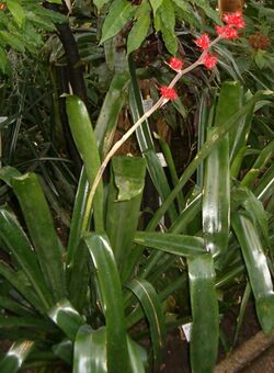 Hohenbergia stellata BotGardBln1105InflorescenceHabitus.jpg