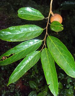 Hydnocarpus alpina(2).jpg