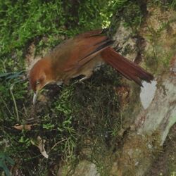 Hylocryptus rectirostris-Chestnut-capped Foliage-gleaner.jpg