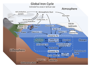 Iron cycle