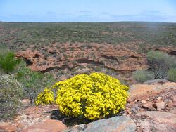 Kalbarri Park (2005).jpg