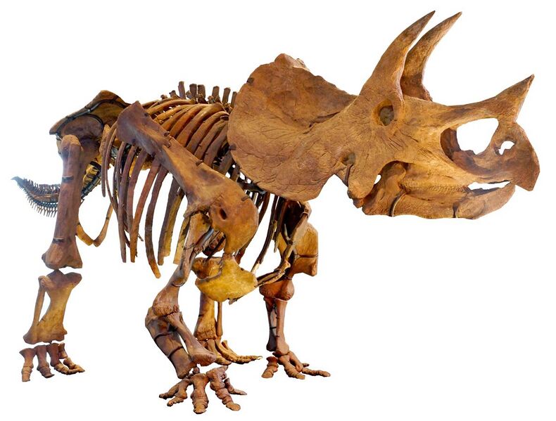 File:LA-Triceratops mount-2.jpg