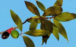 Lauraceae Enlidcheria paniculata.jpg