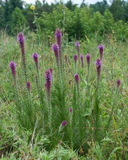 Liatris pycnostachya var. pycnostachya.jpg