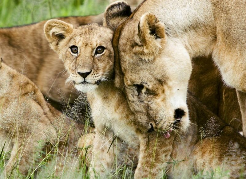File:Lion cub with mother.jpg