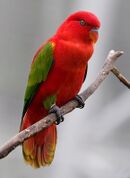 A red parrot with green wings and ankles