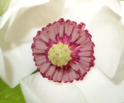 Magnolia sieboldii flower detail.jpg