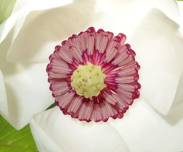 File:Magnolia sieboldii flower detail.jpg