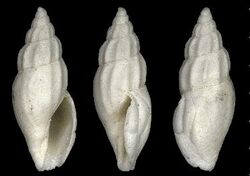 Mangelia semicostulata 001.jpg