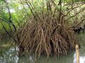 Mangroves park pappinisseri15.JPG