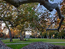 Green lawn framed by California sycamore trees with early autumn foliage