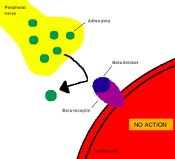 Mechanism of action for beta blockers.png