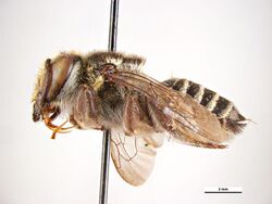 Megachile austeni f.jpg