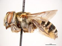 Megachile darwiniana f.jpg