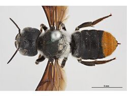 Megachile macleayi.jpg