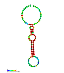 MiR-132 secondary structure.png