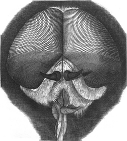 Micrographia Robert Hooke 24.png