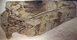 MicroraptorGui-PaleozoologicalMuseumOfChina-May23-08.jpg