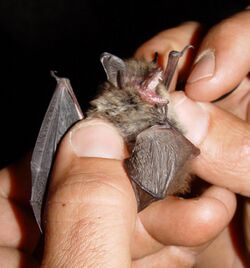 A whiskered bat (Myotis mystacinus), who is quite displeased at being handled.