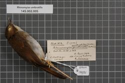 Naturalis Biodiversity Center - RMNH.AVES.139731 1 - Rhinomyias umbratilis (Strickland, 1849) - Muscicapidae - bird skin specimen.jpeg