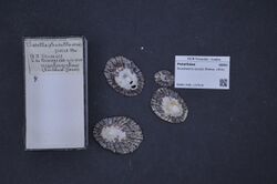 Naturalis Biodiversity Center - RMNH.MOL.137510 - Scutellastra exusta (Reeve, 1854) - Patellidae - Mollusc shell.jpeg