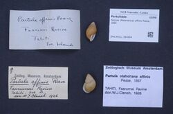 Naturalis Biodiversity Center - ZMA.MOLL.384994 - Partula (Melanesica) affinis Pease, 1868 - Partulidae - Mollusc shell.jpeg