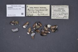 Naturalis Biodiversity Center - ZMA.MOLL.412796 - Mytilaster minimus (Poli, 1795) - Mytilidae - Mollusc shell.jpeg