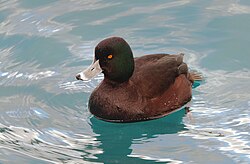 New Zealand Scaup (Aythya novaeseelandiae) (14553997616).jpg