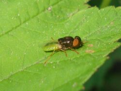 Odontomyia angulata 01.JPG