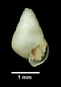 Odostomia lubrica (YPM IZ 015709.GP).jpeg