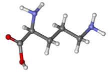 Ornithine ball-and-stick.png