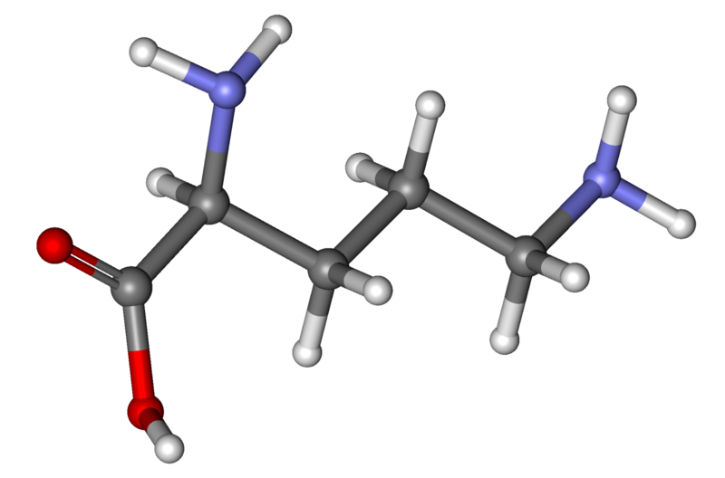 File:Ornithine ball-and-stick.png