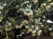 P20150305-0094—Ornithostaphylos oppositifolia—RPBG (16550855467).jpg