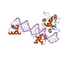 PDB 1mdm EBI.jpg