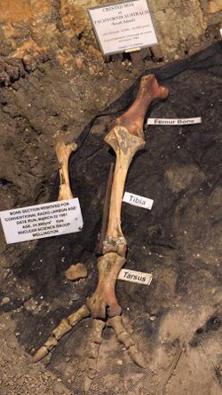 Pachyornis australis bones in Ngarua Caves.jpg