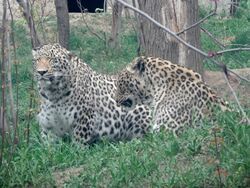 Persian leopards.jpg