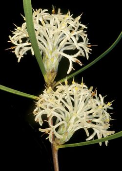 Petrophile heterophylla - Flickr - Kevin Thiele.jpg