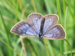 Phengaris nausithous dorsal.jpg