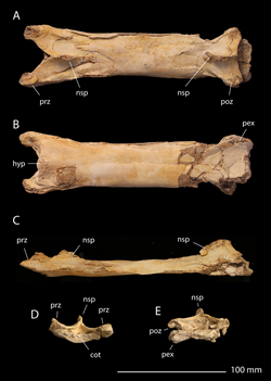 Phosphatodraco vertebra - Longrich et al 2018.PNG