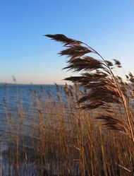 Reed stalks with water surface in background