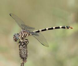 Phyllogomphoides stigmatus bradyreed 20498481.jpg