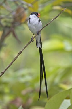 Pin-tailed whydah (Vidua macroura) male Sao Tome.jpg