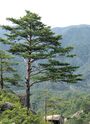 Pinus densiflora Kumgangsan.jpg