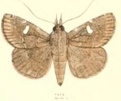 Pl.6-22-Bocana silenusalis Walker, 1859 (Asthala).JPG