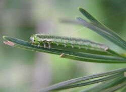 Pristiphora laricis larva beentree.jpg