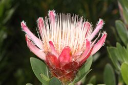 Protea venusta (red sugarbush) from the winter rain Karoo (5329544004).jpg